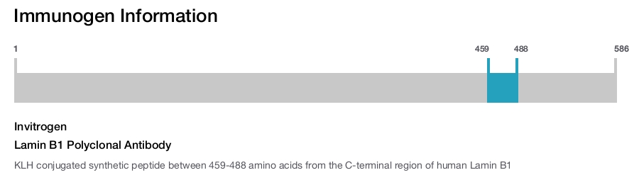 Lamin B1 Polyclonal Antibody