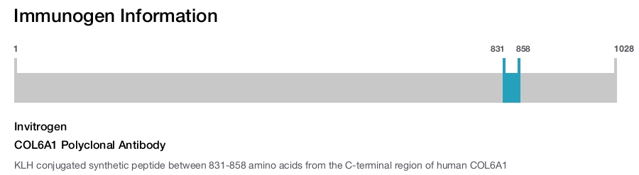 COL6A1 Polyclonal Antibody