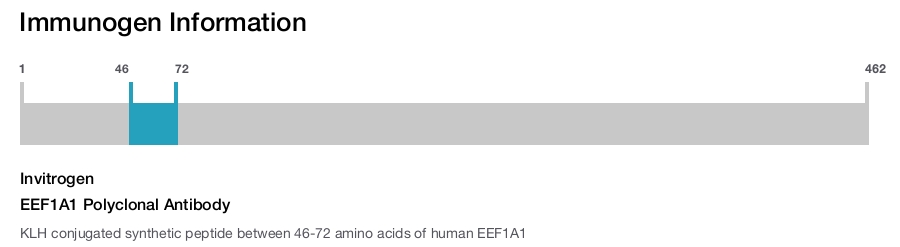 EEF1A1 Polyclonal Antibody