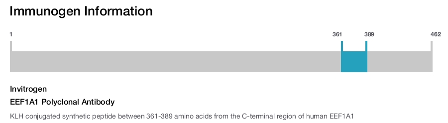 EEF1A1 Polyclonal Antibody