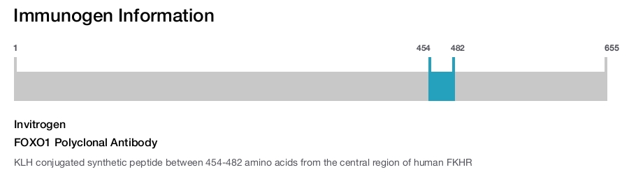 FOXO1 Polyclonal Antibody