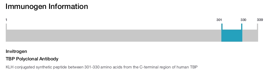 TBP Polyclonal Antibody