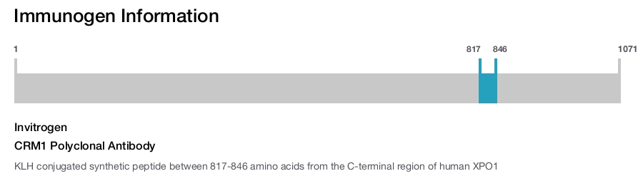 CRM1 Polyclonal Antibody