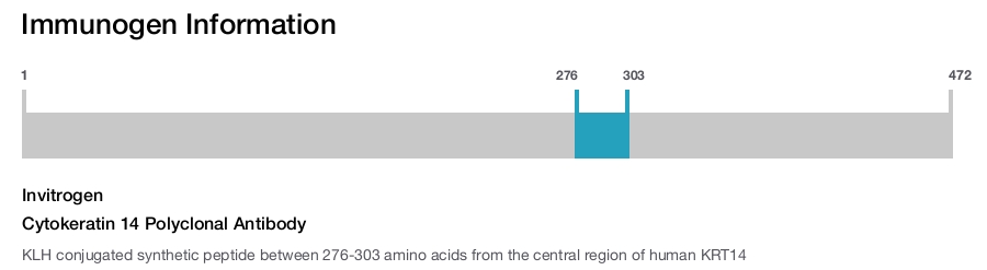 Cytokeratin 14 Polyclonal Antibody