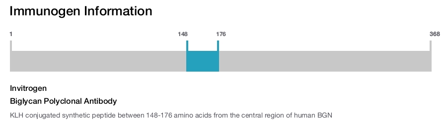 Biglycan Polyclonal Antibody