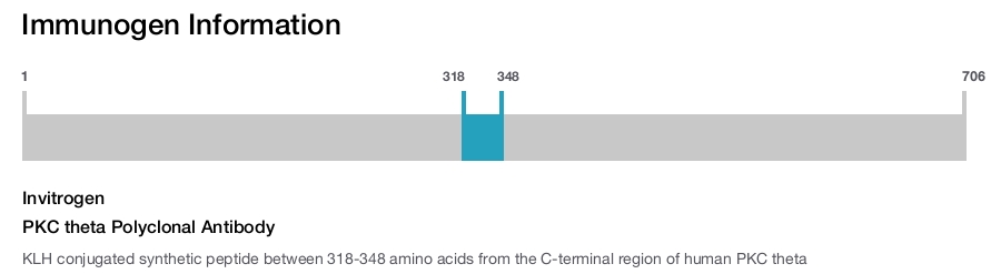PKC theta Polyclonal Antibody