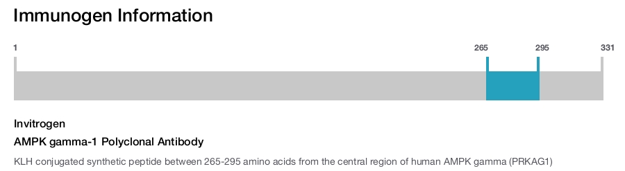 AMPK gamma-1 Polyclonal Antibody