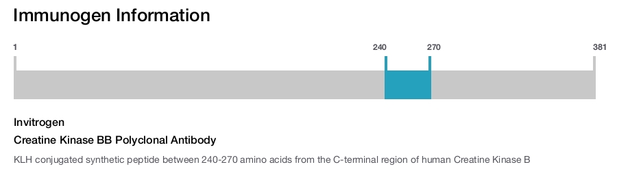 Creatine Kinase BB Polyclonal Antibody