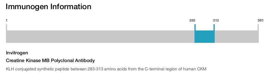 Creatine Kinase MB Polyclonal Antibody