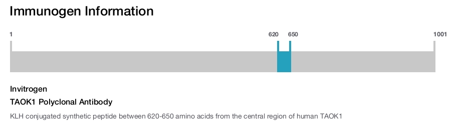 TAOK1 Polyclonal Antibody