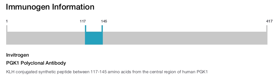 PGK1 Polyclonal Antibody