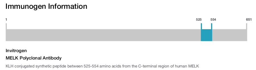 MELK Polyclonal Antibody