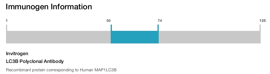 LC3B Polyclonal Antibody