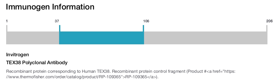 TEX38 Polyclonal Antibody