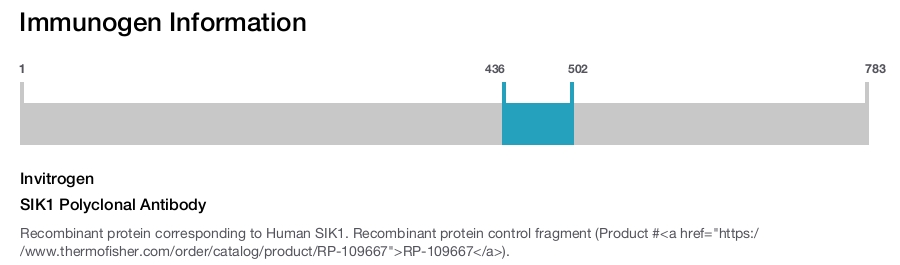 SIK1 Polyclonal Antibody