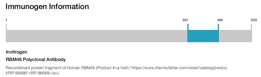 RBM46 Polyclonal Antibody