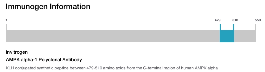 AMPK alpha-1 Polyclonal Antibody