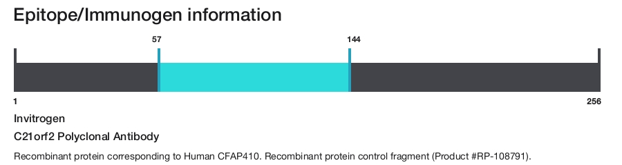 C21orf2 Polyclonal Antibody