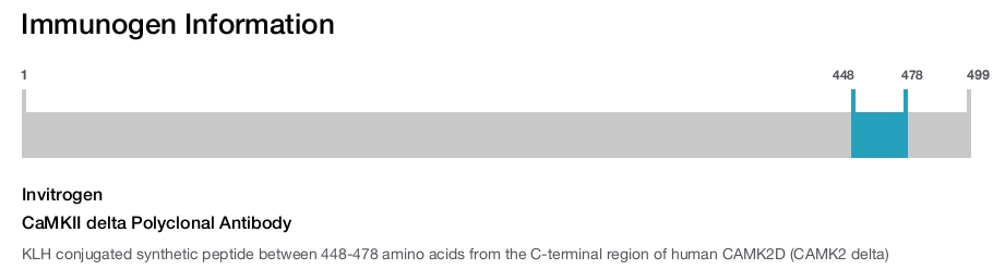 CaMKII delta Polyclonal Antibody
