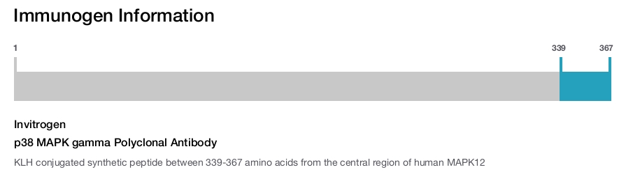 p38 MAPK gamma Polyclonal Antibody