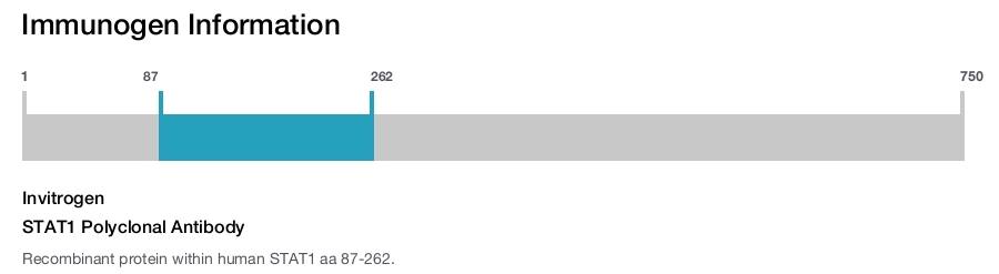STAT1 Polyclonal Antibody