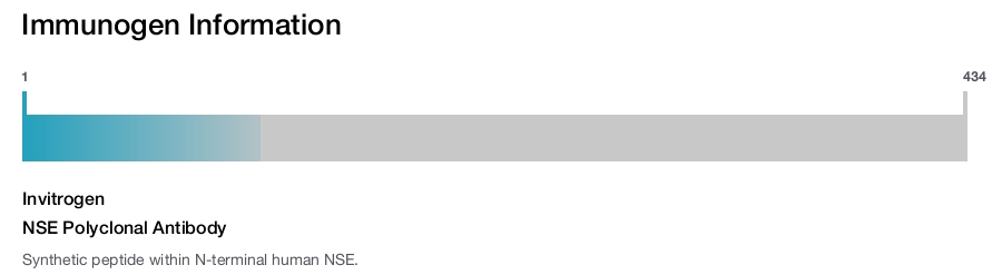 NSE Polyclonal Antibody