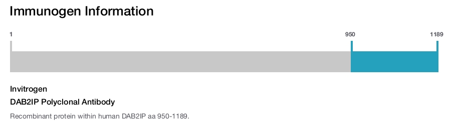 DAB2IP Polyclonal Antibody