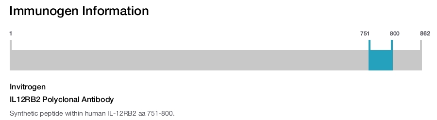 IL12RB2 Polyclonal Antibody
