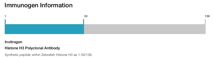 Histone H3 Polyclonal Antibody