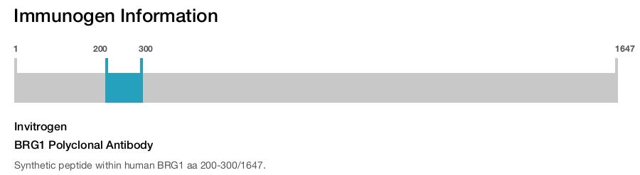 BRG1 Polyclonal Antibody