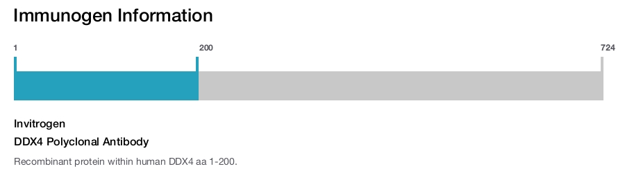 DDX4 Polyclonal Antibody