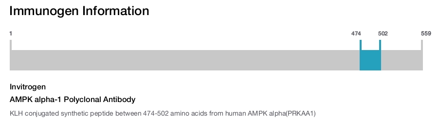 AMPK alpha-1 Polyclonal Antibody