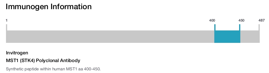 MST1 (STK4) Polyclonal Antibody