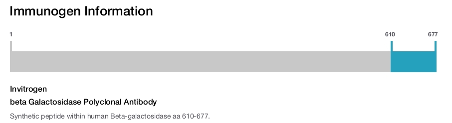 beta Galactosidase Polyclonal Antibody