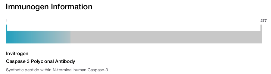 Caspase 3 Polyclonal Antibody