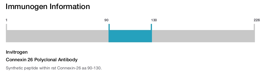 Connexin 26 Polyclonal Antibody