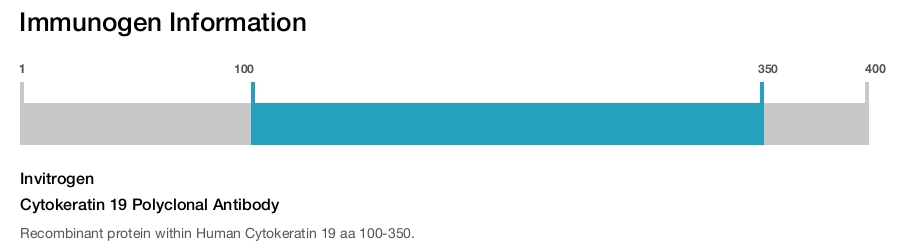 Cytokeratin 19 Polyclonal Antibody
