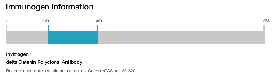 delta Catenin Polyclonal Antibody