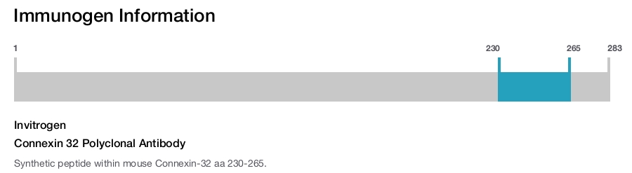 Connexin 32 Polyclonal Antibody