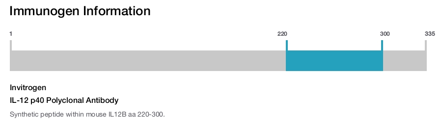 IL-12 p40 Polyclonal Antibody