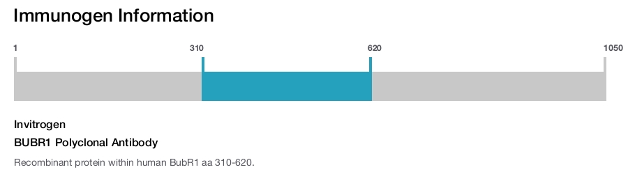 BUBR1 Polyclonal Antibody