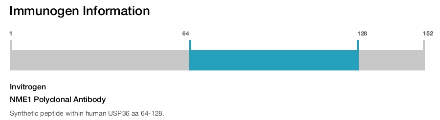 NME1 Polyclonal Antibody