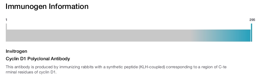 Cyclin D1 Polyclonal Antibody