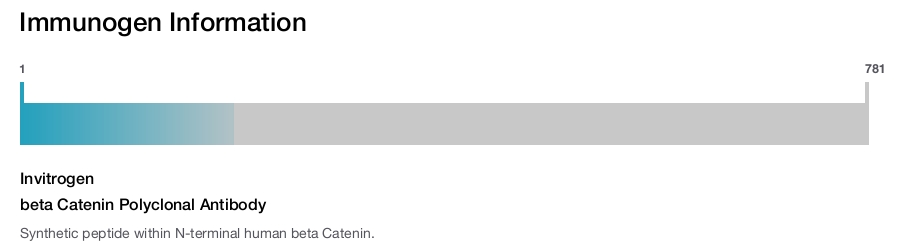 beta Catenin Polyclonal Antibody