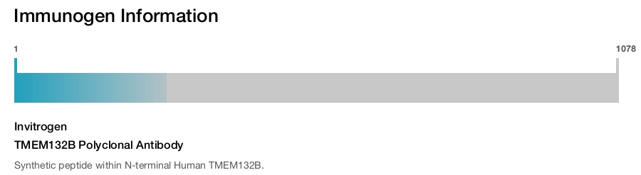 TMEM132B Polyclonal Antibody
