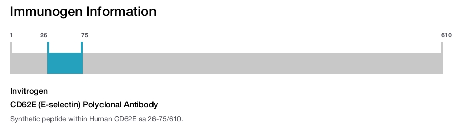CD62E (E-selectin) Polyclonal Antibody