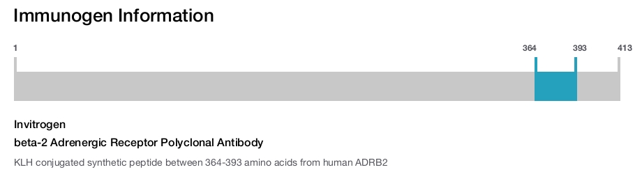 beta-2 Adrenergic Receptor Polyclonal Antibody