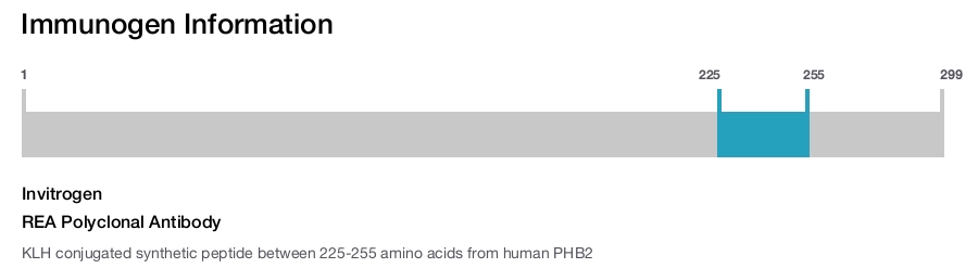 REA Polyclonal Antibody