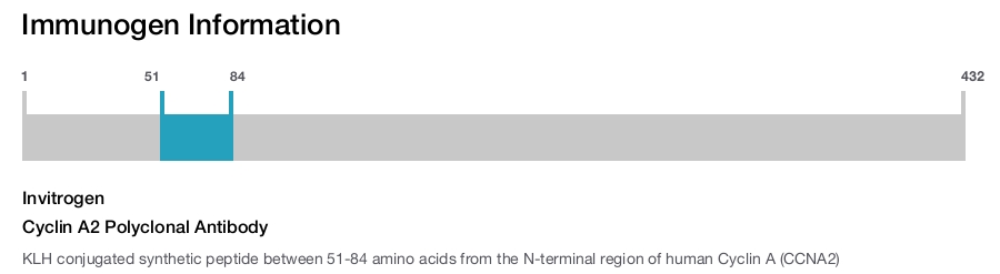Cyclin A2 Polyclonal Antibody
