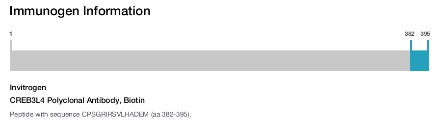 CREB3L4 Polyclonal Antibody, Biotin